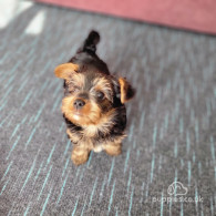 Yorkshire Terrier - Dogs