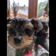 Yorkshire Terrier - Both