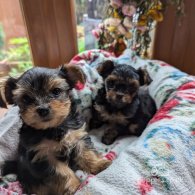 Yorkshire Terrier - Both