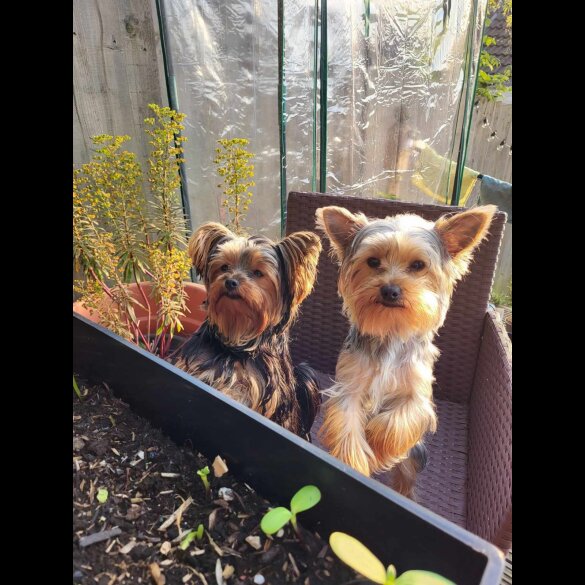 Yorkshire Terrier - Both