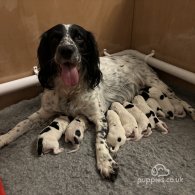 English Springer Spaniel - Both