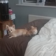 Chihuahua - Both