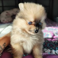 Pomeranian - Dogs