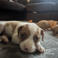 American Bulldog - Both