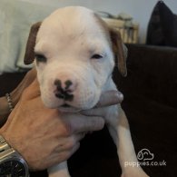 American Bulldog - Both