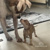 American Bulldog - Both