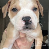 American Bulldog - Both