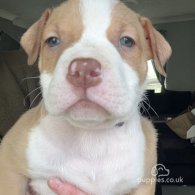 American Bulldog - Both