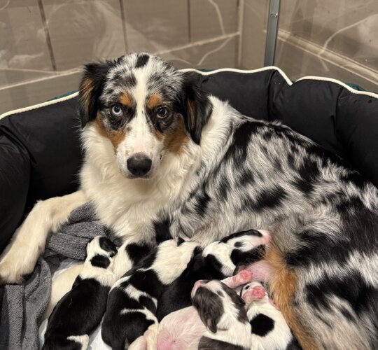 Australian Shepherd Dog