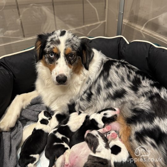 Australian Shepherd Dog - Both