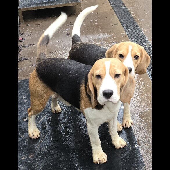 Beagle - Both