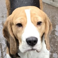 Beagle - Both