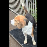 Beagle - Both