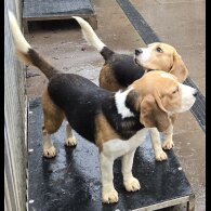 Beagle - Both