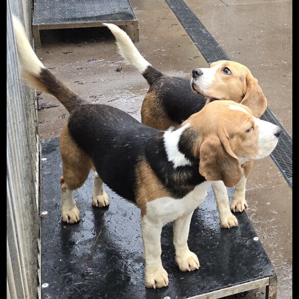 Beagle - Both