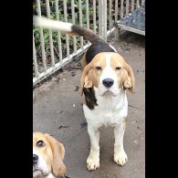 Beagle - Both