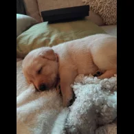 Labrador Retriever - Both