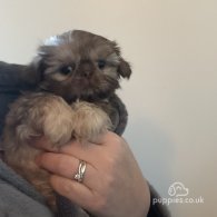 Shih Tzu - Both