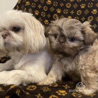 Shih Tzu - Both