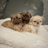 Shih Tzu - Both