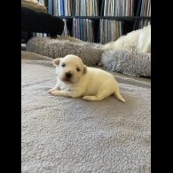 Coton De Tulear - Dogs