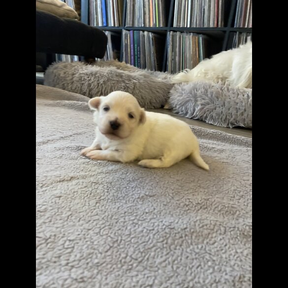 Coton De Tulear - Dogs