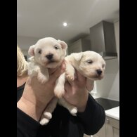 Coton De Tulear - Dogs