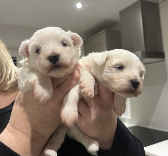 Coton De Tulear