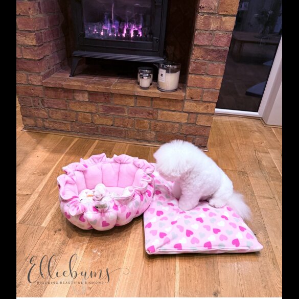 Bichon Frise - Both