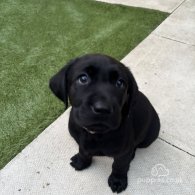 Labrador Retriever - Both