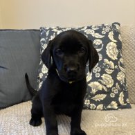 Labrador Retriever - Both