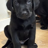 Labrador Retriever - Both