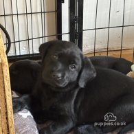 Labrador Retriever - Both