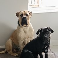 Boerboel - Both