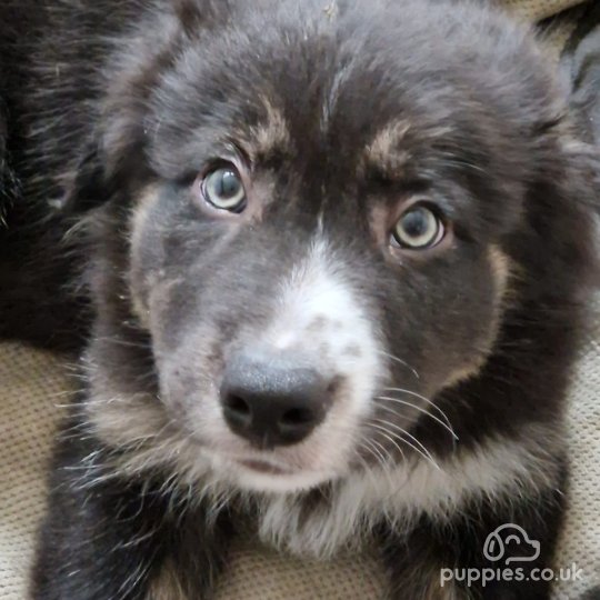 Border Collie - Both