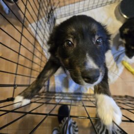 Border Collie - Bitches