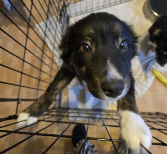 Border Collie