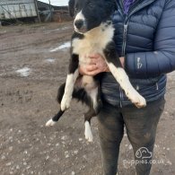 Border Collie - Dogs