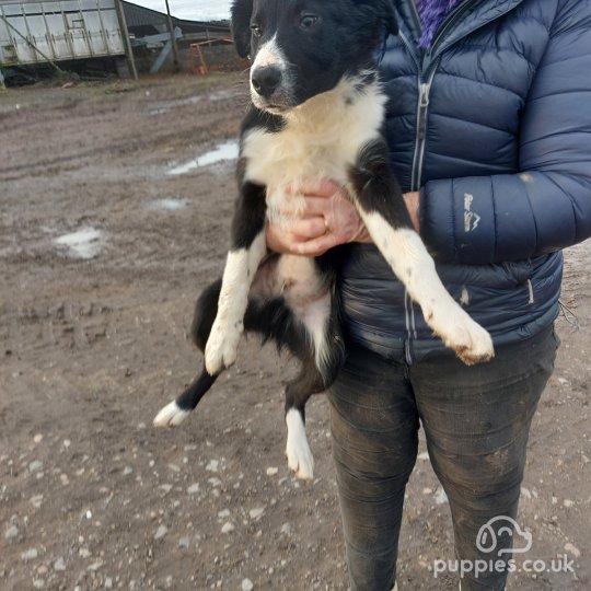 Border Collie - Dogs