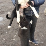 Border Collie - Dogs