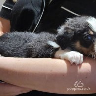 Border Collie - Both