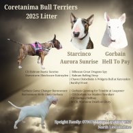 Bull Terrier - Both