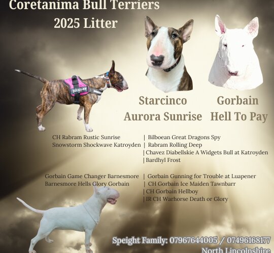 Bull Terrier