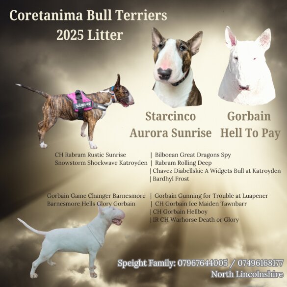 Bull Terrier - Both