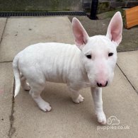 Bull Terrier - Both