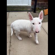 Bull Terrier - Both