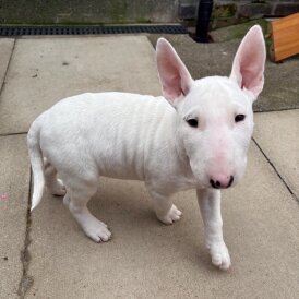 Bull Terrier - Both