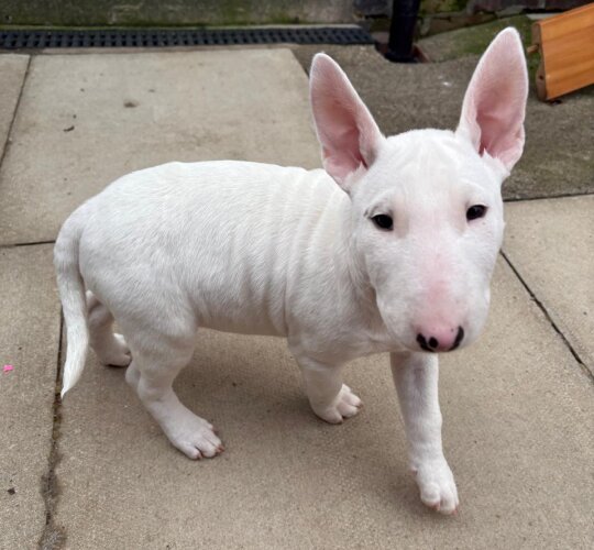 Bull Terrier