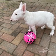 Bull Terrier - Both