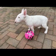 Bull Terrier - Both